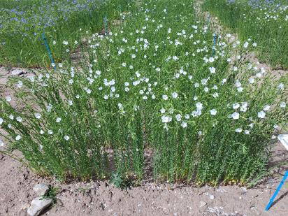 Click for 1 image(s) for this accession.